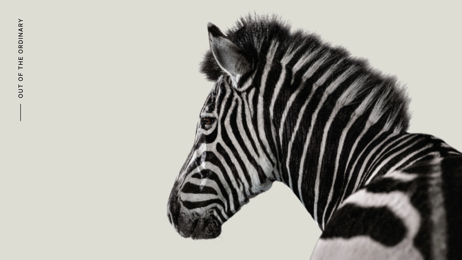 A shot from the back of a zebra