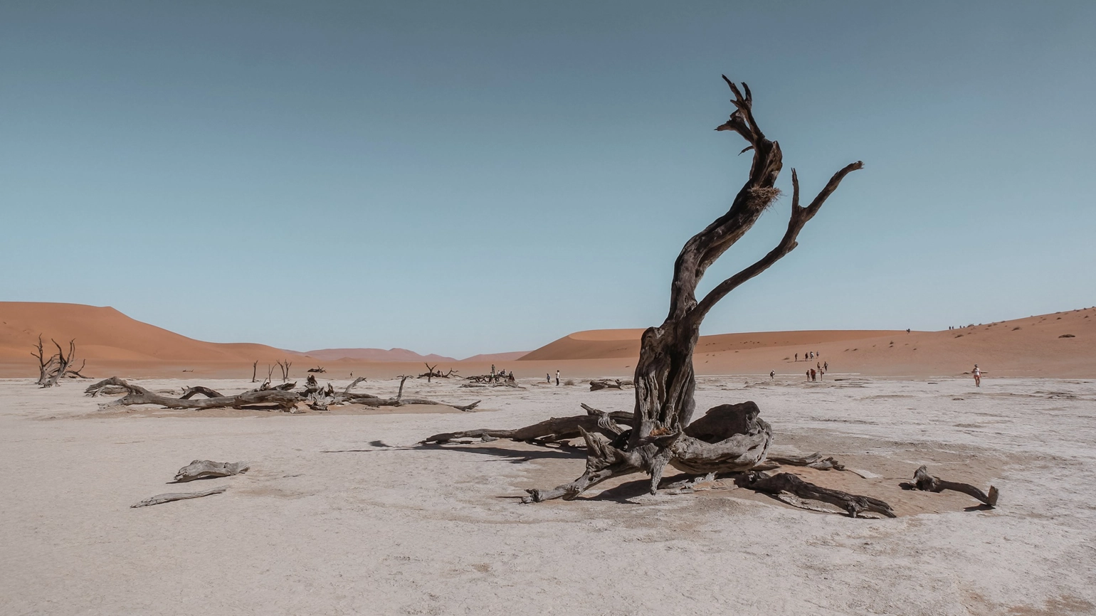 A tree in a desert 