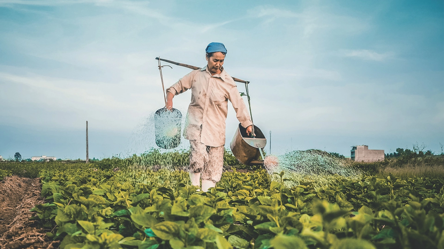 A farmer watering her field