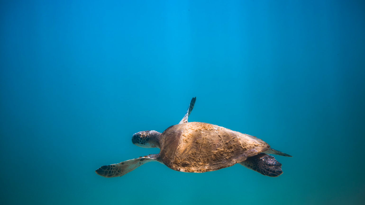 A turtle under the sea